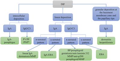 Diagnosis of Autoimmune Blistering Diseases